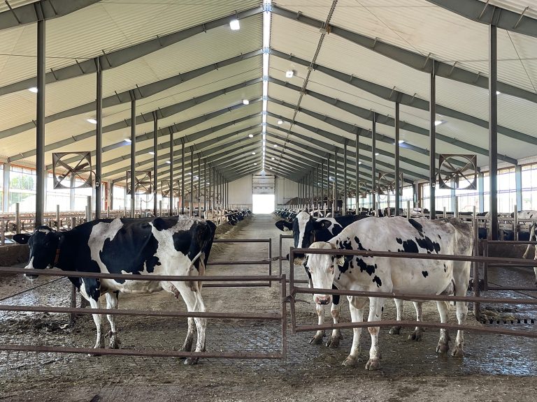 Cows in a barn